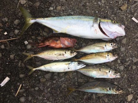 とりあえず5目釣り